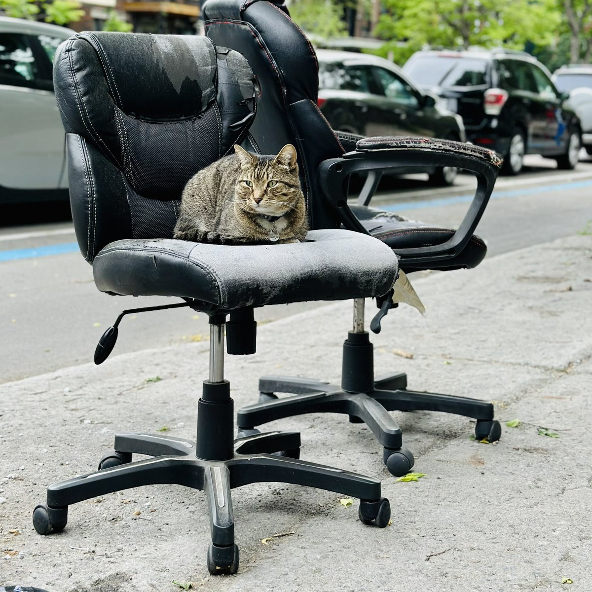 Un chat de la rue St-Denis qui a le sens des affaires!