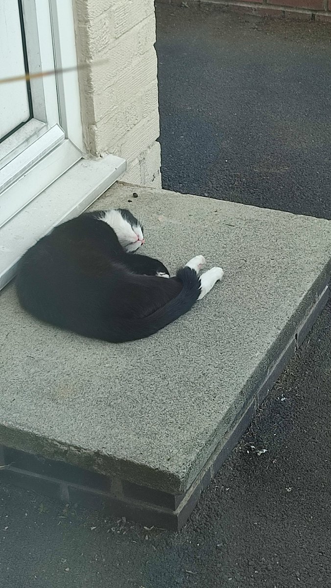 CyprusPictures's tweet photo. #thursdaymorning #CatsOfTwitter
#photography #mywindowview
"Happiness is a face called Domino"
as the #CatFromNextDoor catches the warmth of the evening sunshine from above and the concrete step below https://t.co/80CuDHq5ZU