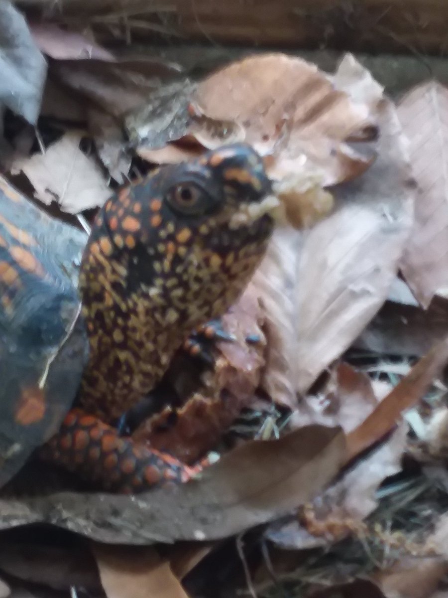 Spirit2Connect's tweet image. #boxturtle #wildlife #spiritual #energy #nature #peaceful #positiveenergy #photos 
@Diane_Dee