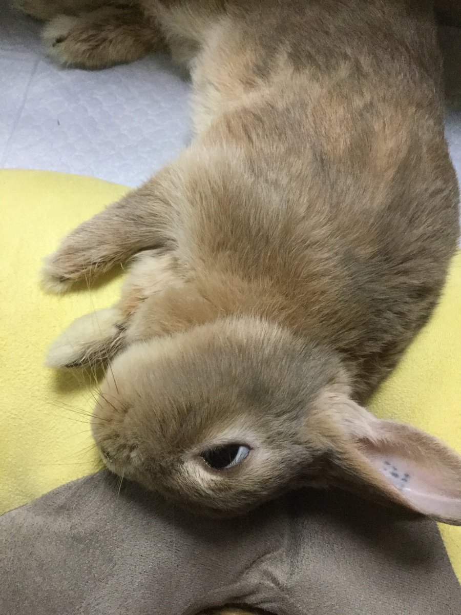 ごろごろ〜🐰

白目〜

Chilling out with funny eyes👀

#うさぎ #rabbit #AngelKoro #天使うさぎのコロちゃん 
やっぱり #白目マイスター 
#relaxed #chillingout