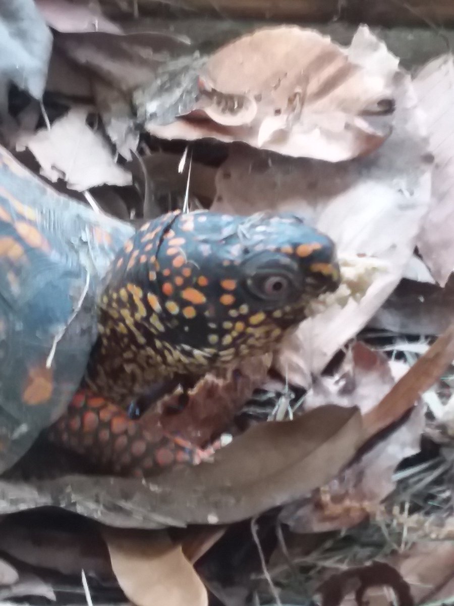 Spirit2Connect's tweet image. #boxturtle #wildlife #spiritual #energy #nature #peaceful #positiveenergy #photos 
@Diane_Dee