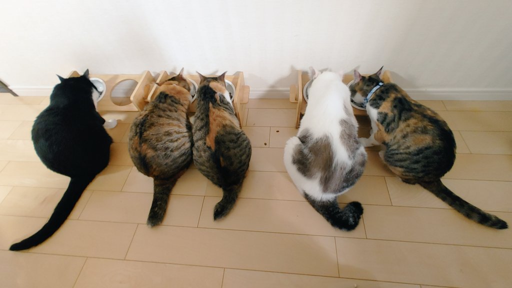 猫は、しっぽの長さと運動能力が比例するらしい。なるほど納得の結果である💭
