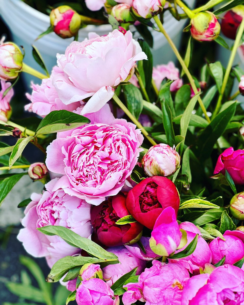 Lesley Balla tweet media