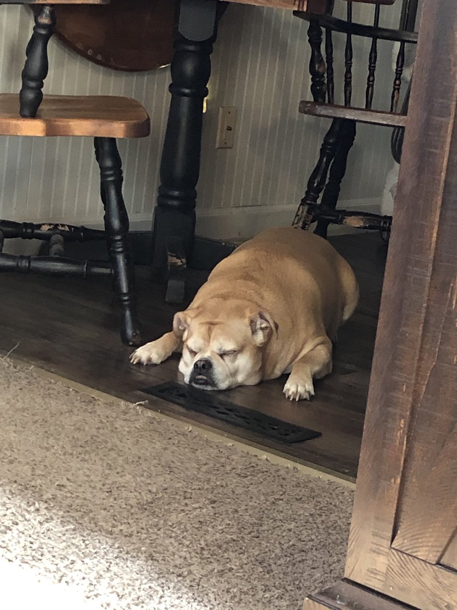 PeytonEllert's tweet photo. It just hit me that Sheldon is 10 and he’s getting gray hairs and it’s harder for him to run around and I think I’m going to throw myself off a bridge. I love this lil ham so much. https://t.co/zWKmbAzZLE