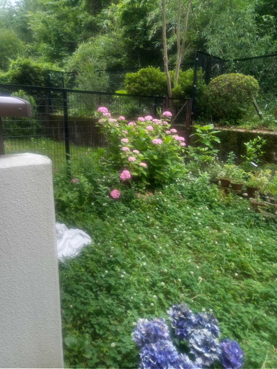 ochaya on Twitter: \"Наша гортензия. Сегодня вечером идёт дождь.\"