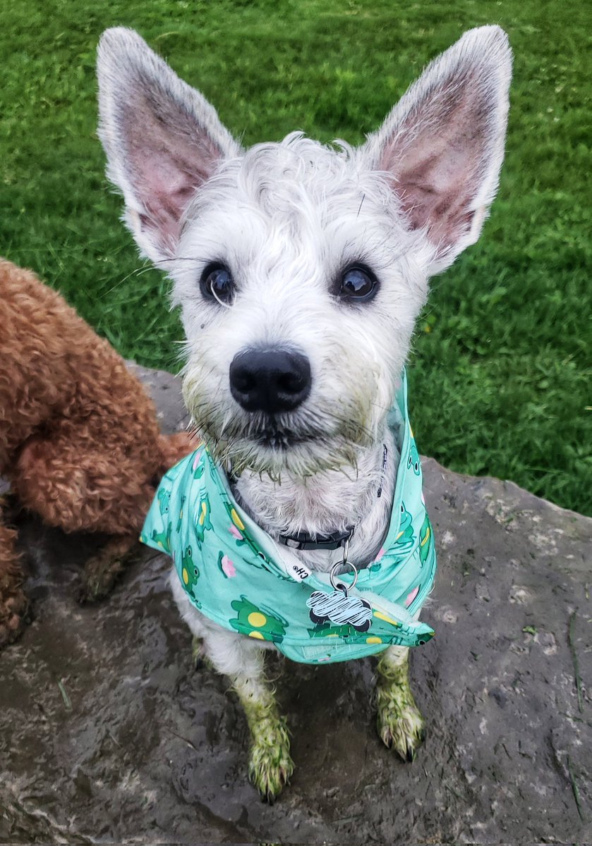 Freshly cut grass plus a little rain gives little Cookie green toes!
🤣🐾🐕❤🐶💚
#minischnauzer #satellitesforears #FridayEve #walkinthedoginwhitby #walkinthedog