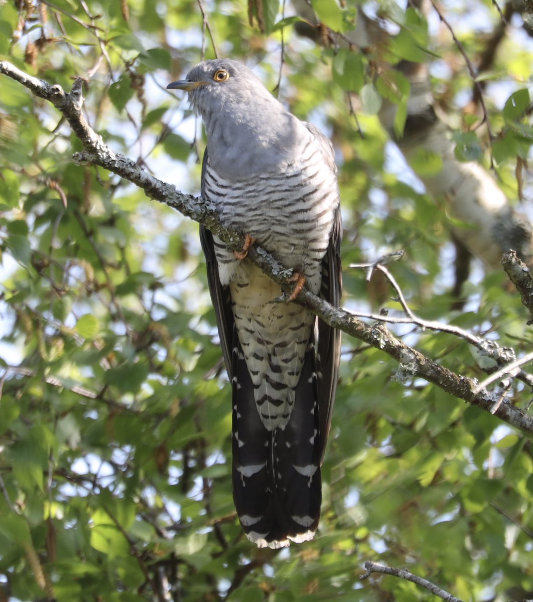 Cuckoo #cuckoo #cuckoos #BBCWildlifePOTD #bird #birding #birdlovers #birdphotography #birds #BirdsOfTwitter #BirdsSeenIn2023 #BirdUp #birdwatchers #birdwatching #birdwatcher