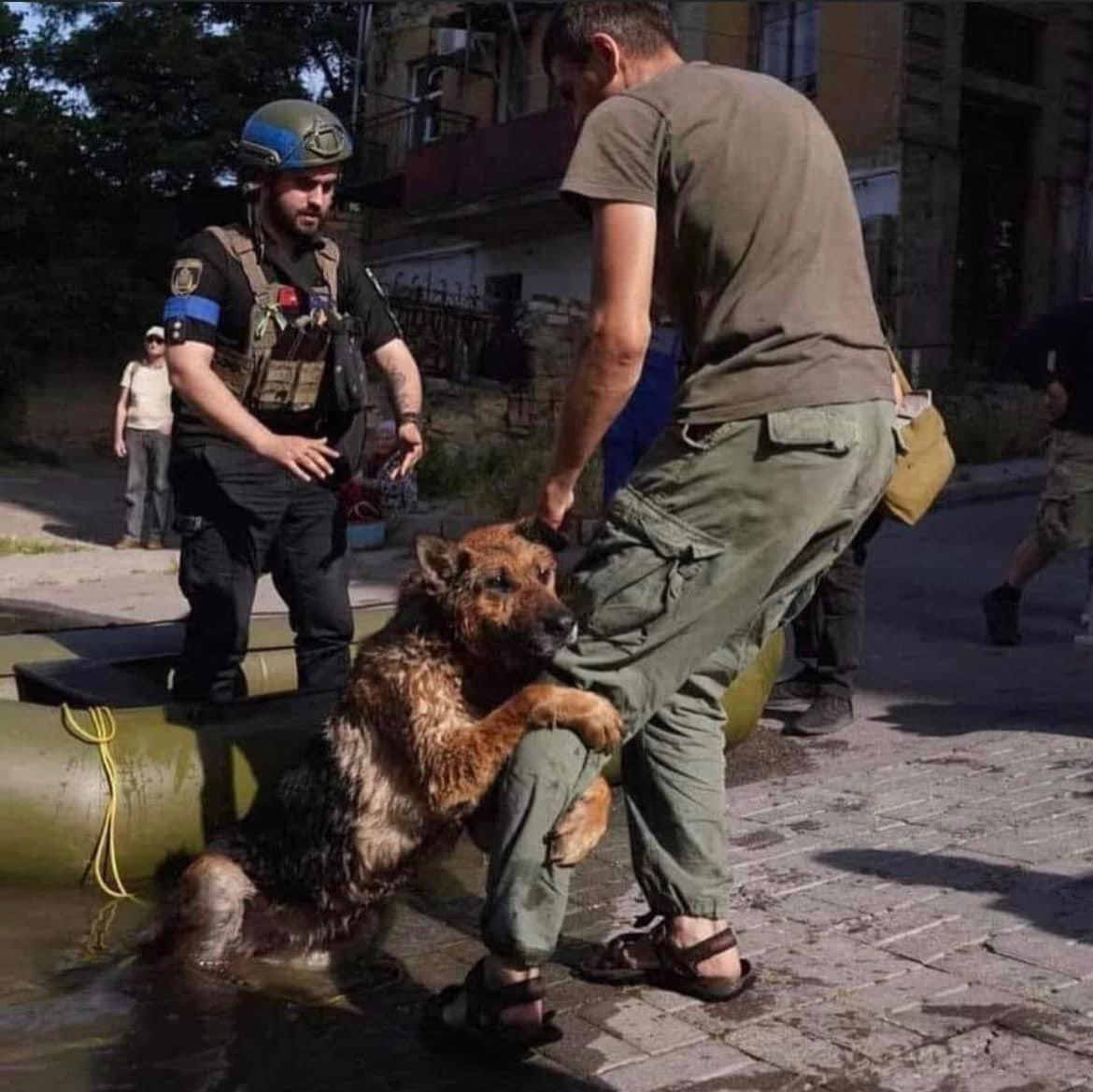 Dog holds a man after being saved from the dam explosion in Kherson region. #UkraineRussianWar Photo by  Sergiy Karavanskiy