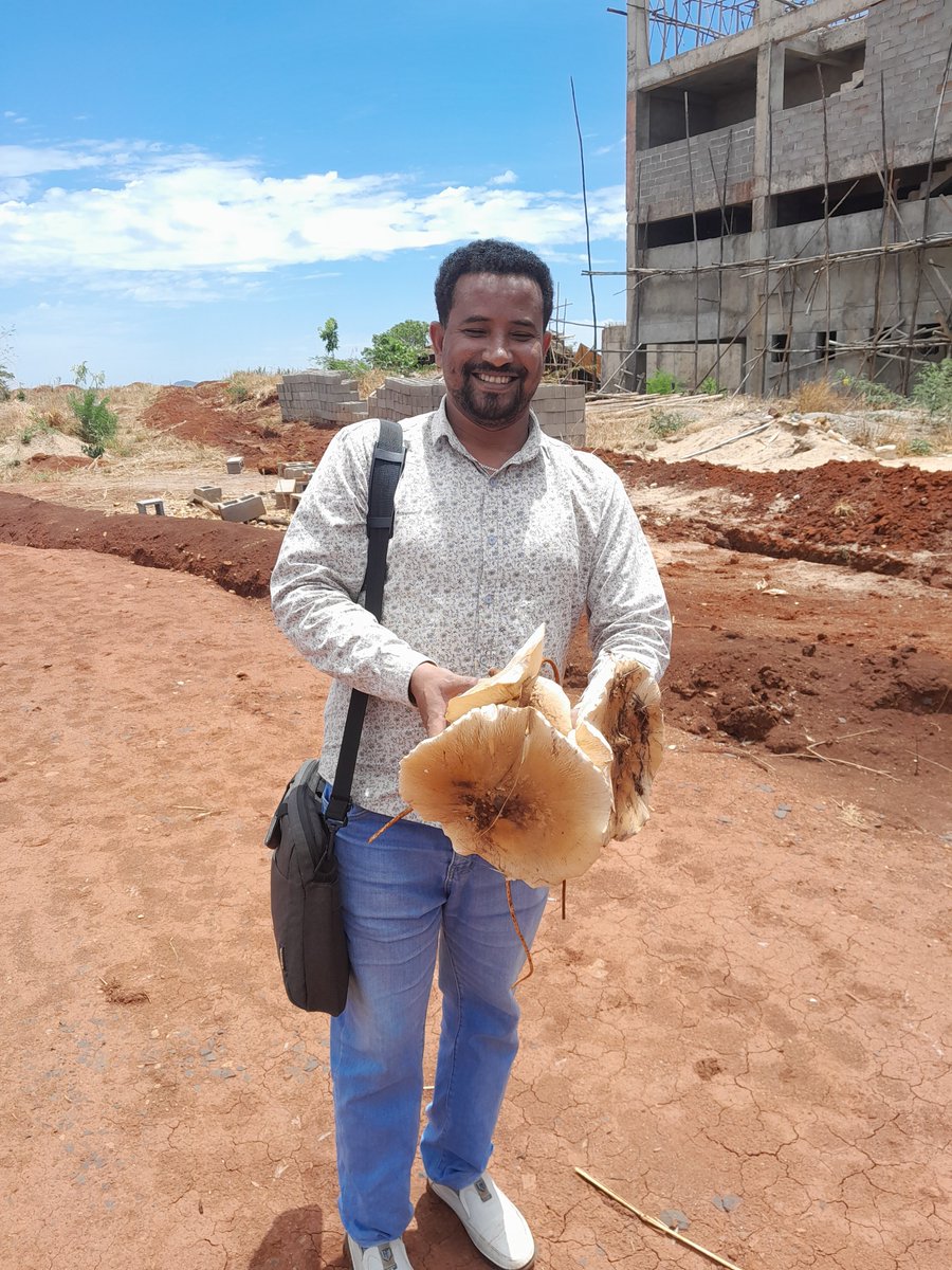 Natural Bless of Benishangulgumuz Region,Ethiopia one is Mushroom you are invited to invest on it.