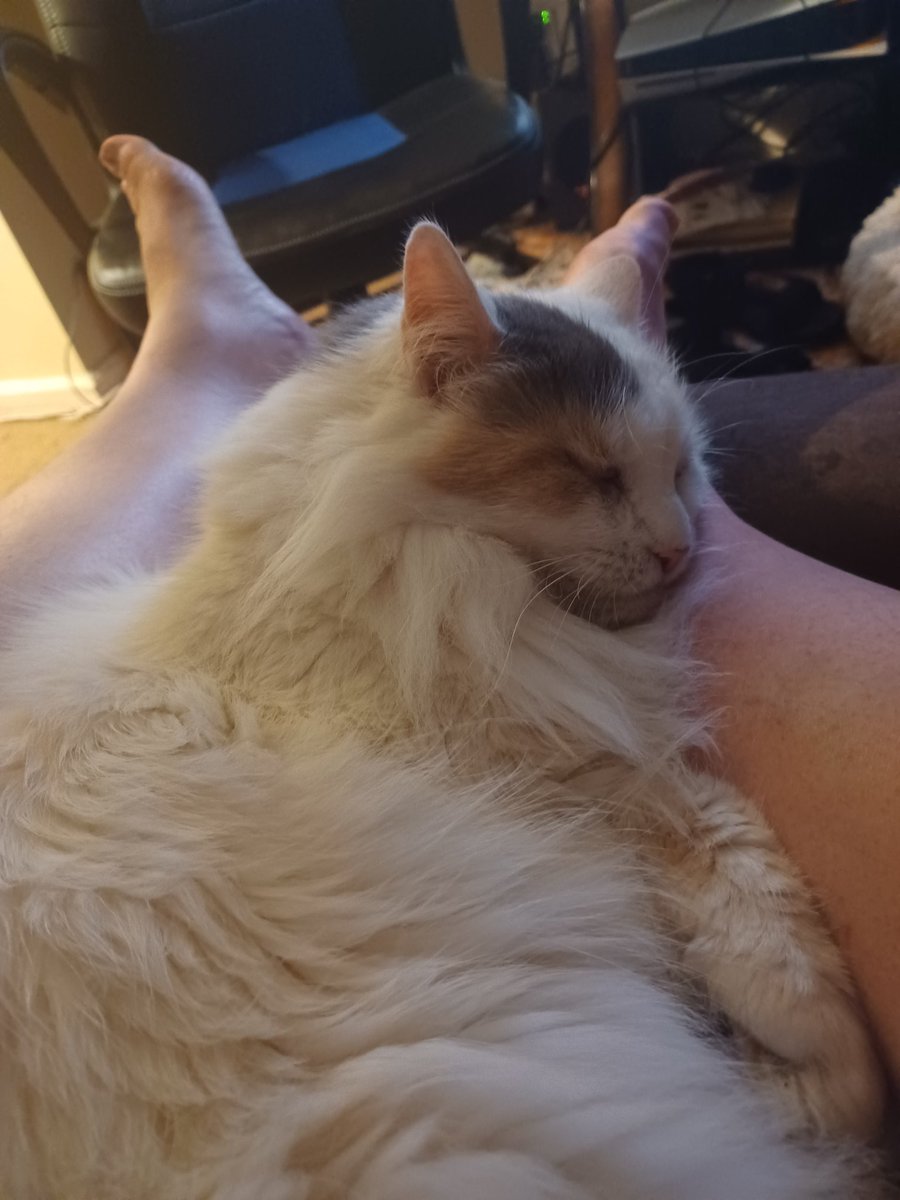 AnnieShmallow's tweet photo. Ape dad lap
Popular for nap https://t.co/c8OE9IjChl