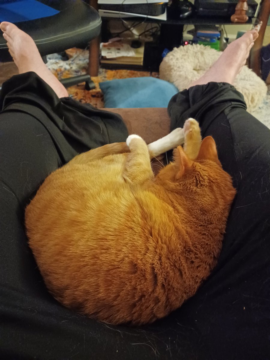 AnnieShmallow's tweet photo. Ape dad lap
Popular for nap https://t.co/c8OE9IjChl