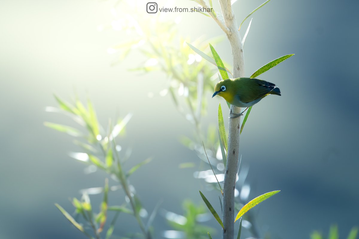 This cute Oriental White Eye gazes intently, maybe captivated by the large glass of camera lens, with its inquisitive eyes.

#BirdsOfIndia #OrientalWhiteeye #IndiAves #ThePhotoHour #BirdsSeenIn2023 #SonyAlpha #CreateWithSony #SonyAlphaIn