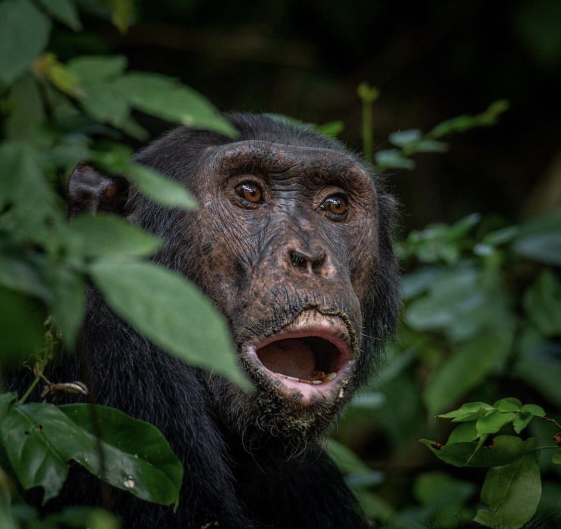 True or False: 

Uganda is the only country where you can find both mountain gorillas and chimpanzees in the wild.

#ExploreUganda @ugwildlife @ngogochimps @WWFUganda @IUCN