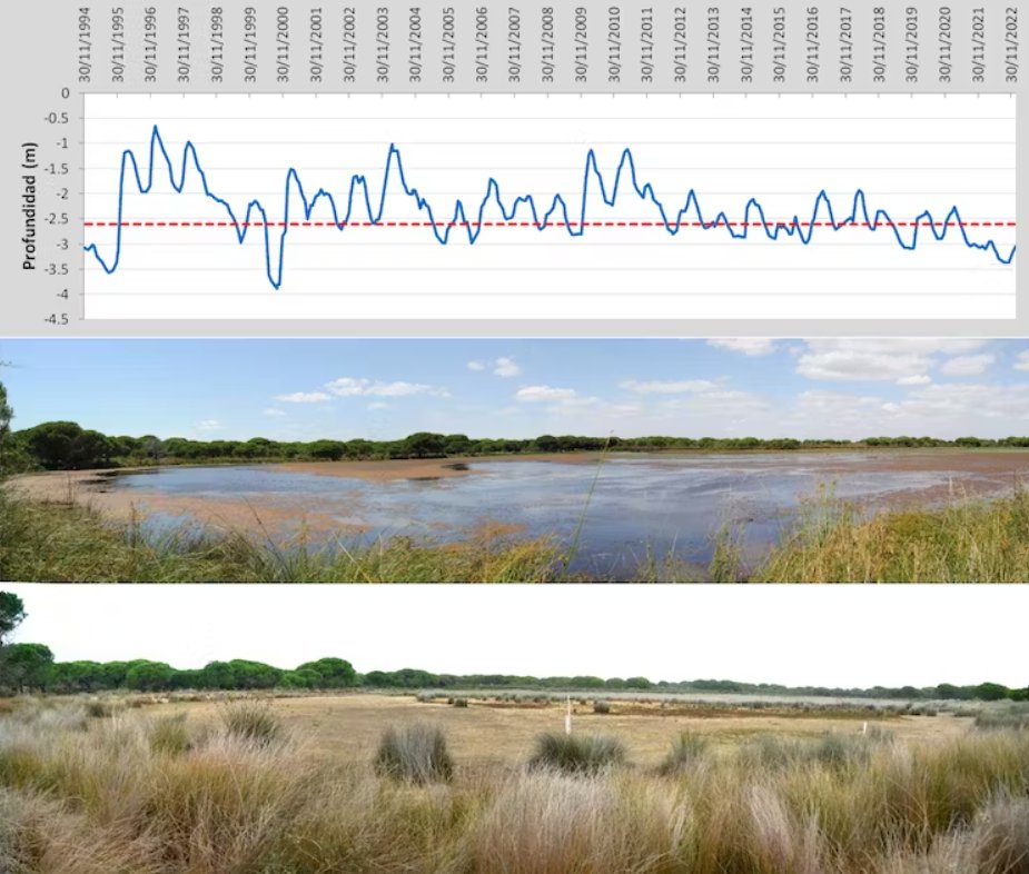 These ponds are shallow. A decline of more than two metres in the water level of the aquifer means that ponds will suffer desiccation and will be colonised by shrubs.

Some areas show declines of more than 20m compared to those measured in the driest period previously known.