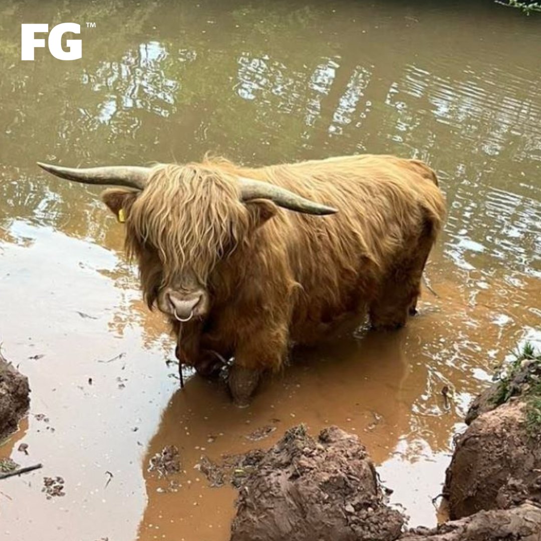 Callum the Highland cow taking a dip ☀️ 💦 

📸 martingalelivestock

#highlandcow #farmlife #farming #cows #cowsofinstagram #weather #sunshine