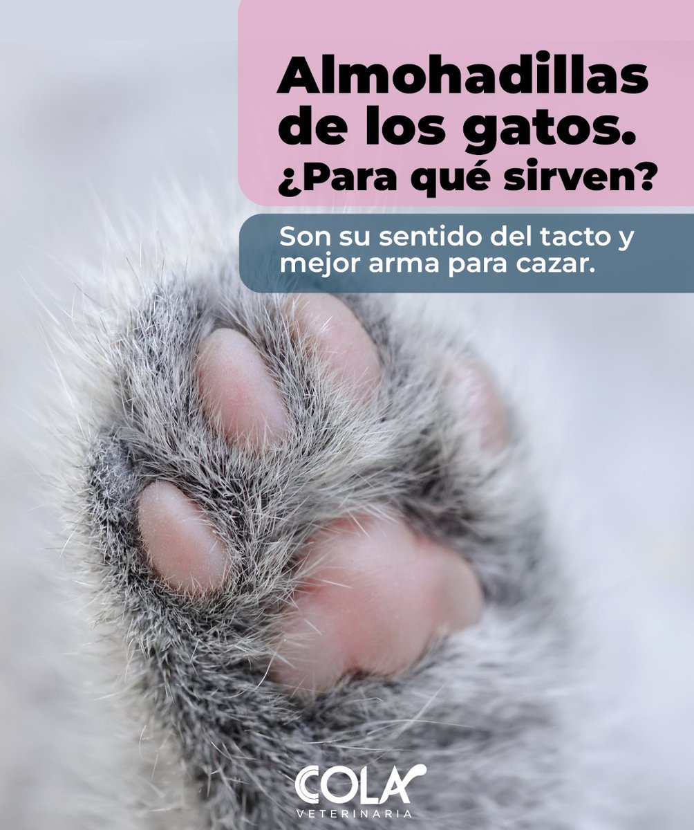 COLAcentro's tweet photo. A través de las almohadillas los gatos pueden sentir temperaturas, pulsaciones o vibraciones

Por este motivo, son de las principales armas de los mininos para cazar.
Además, si giras la imagen y te fijas bien, los gatos tienen un osito en sus patas.
Somos #LaVetDeRA https://t.co/6JTxZoqTMk
