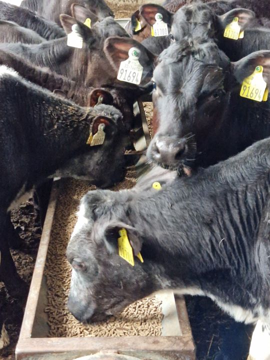 CalfChat's tweet image. Concentrates for calves, why?

*Essential for rumen development in artificially reared calves
*Earlier intake = earlier rumen development
*Energy &amp;amp; nutrients - lots in small amounts (compared with forage)
*Supplements milk when they get older

#rumendevelopment #calfrearing