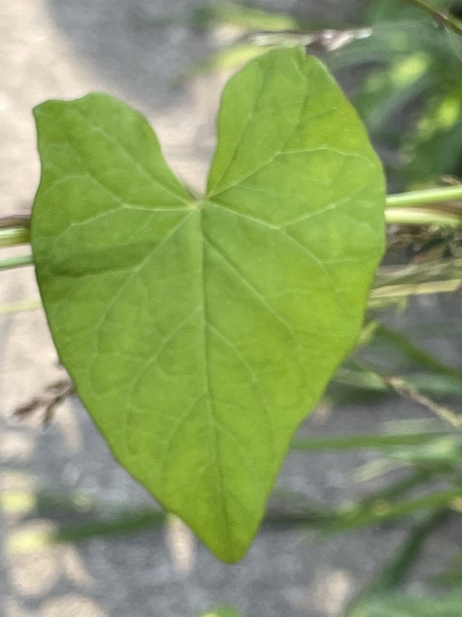 corinewashier's tweet image. Deze zag ik toen ik een rondje aan het lopen was. Ik maakte een foto om naar een vriend te sturen die het moeilijk heeft. Maar eigenlijk is hij zo mooi dat ik hem ook met jullie wil delen. Dus ❤️ voor iedereen die het vandaag kan gebruiken. Ik ga achter mijn laptop. #afstuderen