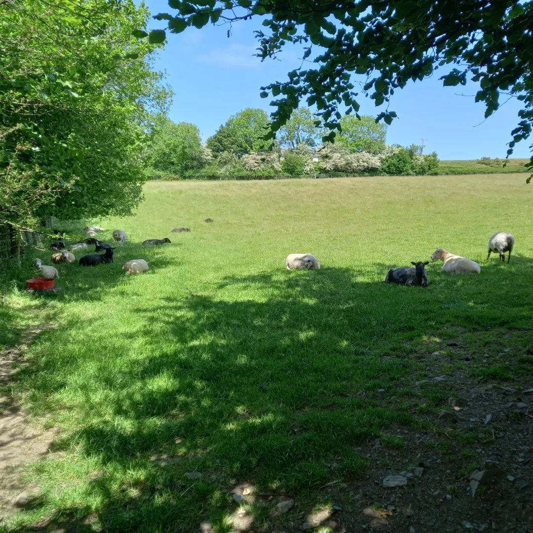 Whilst most of the sheep take shade in the daytime, Feather is a sun lover, out in the middle of the field in full sun ☀

#animalsanctuary #sheep365 #sunlover #summer #nonprofit #Amazonwishlist #animallovers #foreverhome