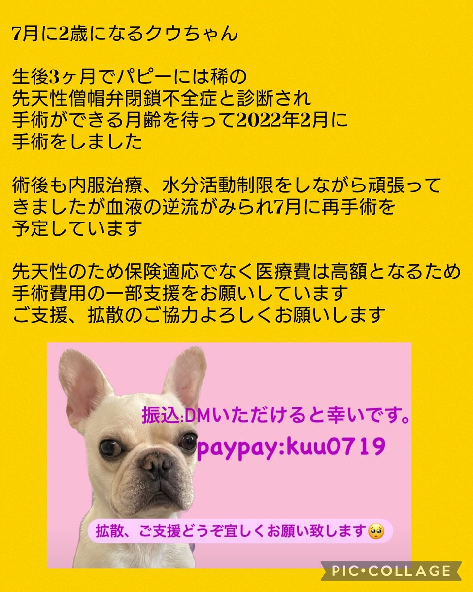 0124_choco's tweet photo. クウちゃんに力をかしてください
@kuuganbare 
 #僧帽弁閉鎖不全症  #手術  #支援  #拡散希望RTご協力お願い致します https://t.co/Y4fKelgnLg