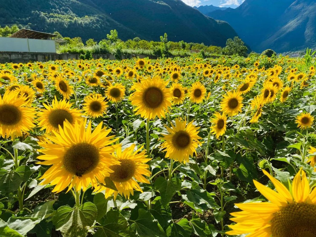 これはとても美しいです!これから自分の友達と旅行に来るのが楽しみです。