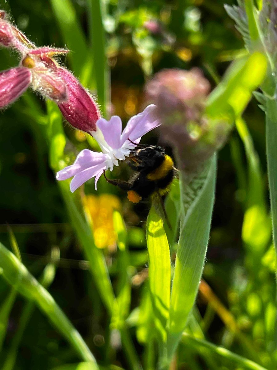 Beefarming allows me to see such beautiful things. Nature at its best! All types of pollinators seen at this apiary #shropshirehoney #softsethoney #shoplocal #beesareamazing #beespollinate #awardwinninghoney #lovebees #lovecountryside #lovehoney #shoplocal #beautifulday