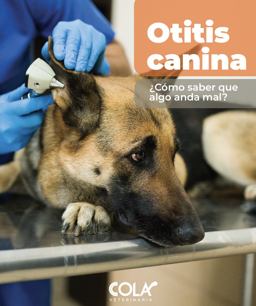COLAcentro's tweet photo. La otitis es muy común, los perros sienten molestias que intentarán calmar rascándose la oreja con insistencia o sacudiéndola. Además, tendrán los oídos más rojos de lo normal, cera y secreción de pus.
Si hay mal olor en sus oídos la otitis está muy avanzada. 

Somos #LaVetDeRA https://t.co/Uvy9bI88Tk