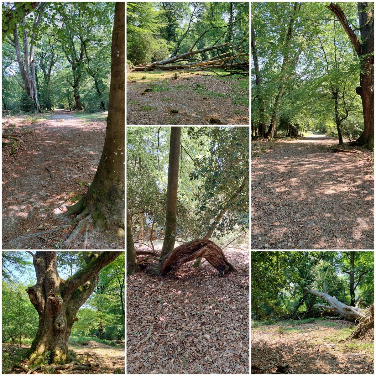 #GoodMorningEveryone #GoodMorningTwitterWorld Hope u all have a great day!!!!! Luv ya all ♥️😍
#WoodlandPark #woodlandwalk #walk #walking #NaturePhotography #naturelovers #NatureBeauty #landscapephotography #thursdaymorning #SunnyDay #NaturalBeauty