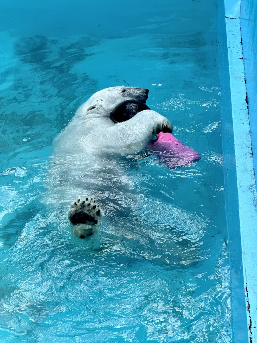 全部楽しい🎵

#polarbear #ursusmaritimus
#ホッキョクグマ #アイラ
#おびひろ動物園 #obihirozoo
#足裏にも注目してね