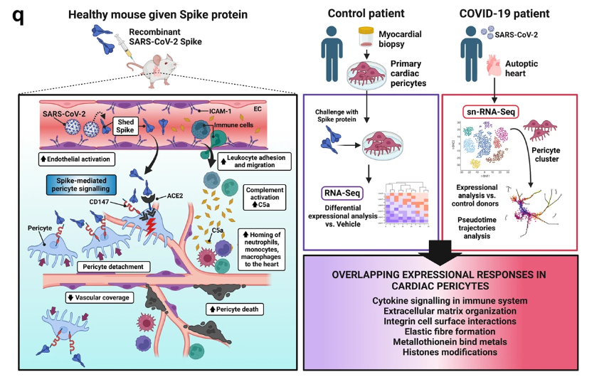 IMPORTANT:
❗New evidence that the #SARSCoV2  S-protein 
➡️may have a direct pathogenic action on cardiac pericytes with subsequent damaging of the heart’s microvasculature, through pericyte detachment, death, and decreased vascular coverage, thus disrupting the coronary…