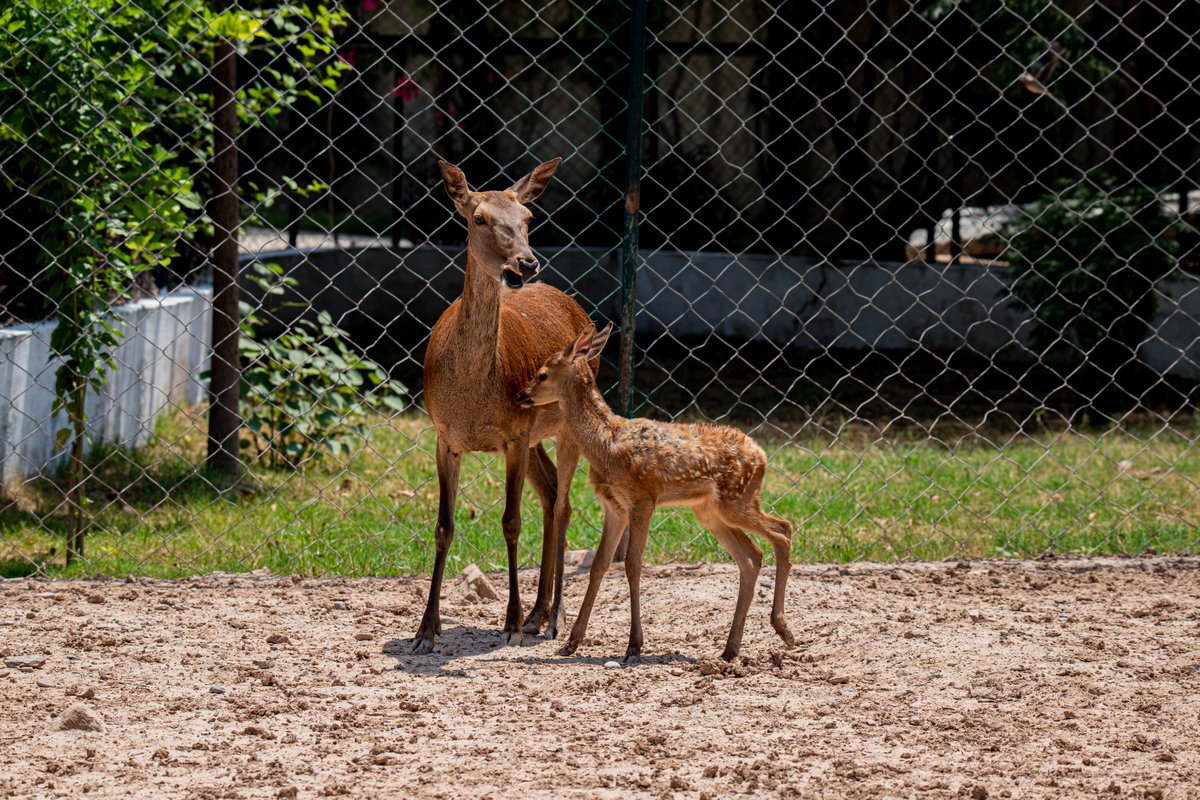 ZooPeshawar's tweet photo. #babyfawns at Peshawar Zoo
Peshawar Zoo is ready to share the heartwarming moments and a rare opportunity for its visitors  to experience the wonders of  new life in the animal kingdom up close. Red Deer and Chinkara Fawns Born under our Care. https://t.co/5aUiEAzRtl