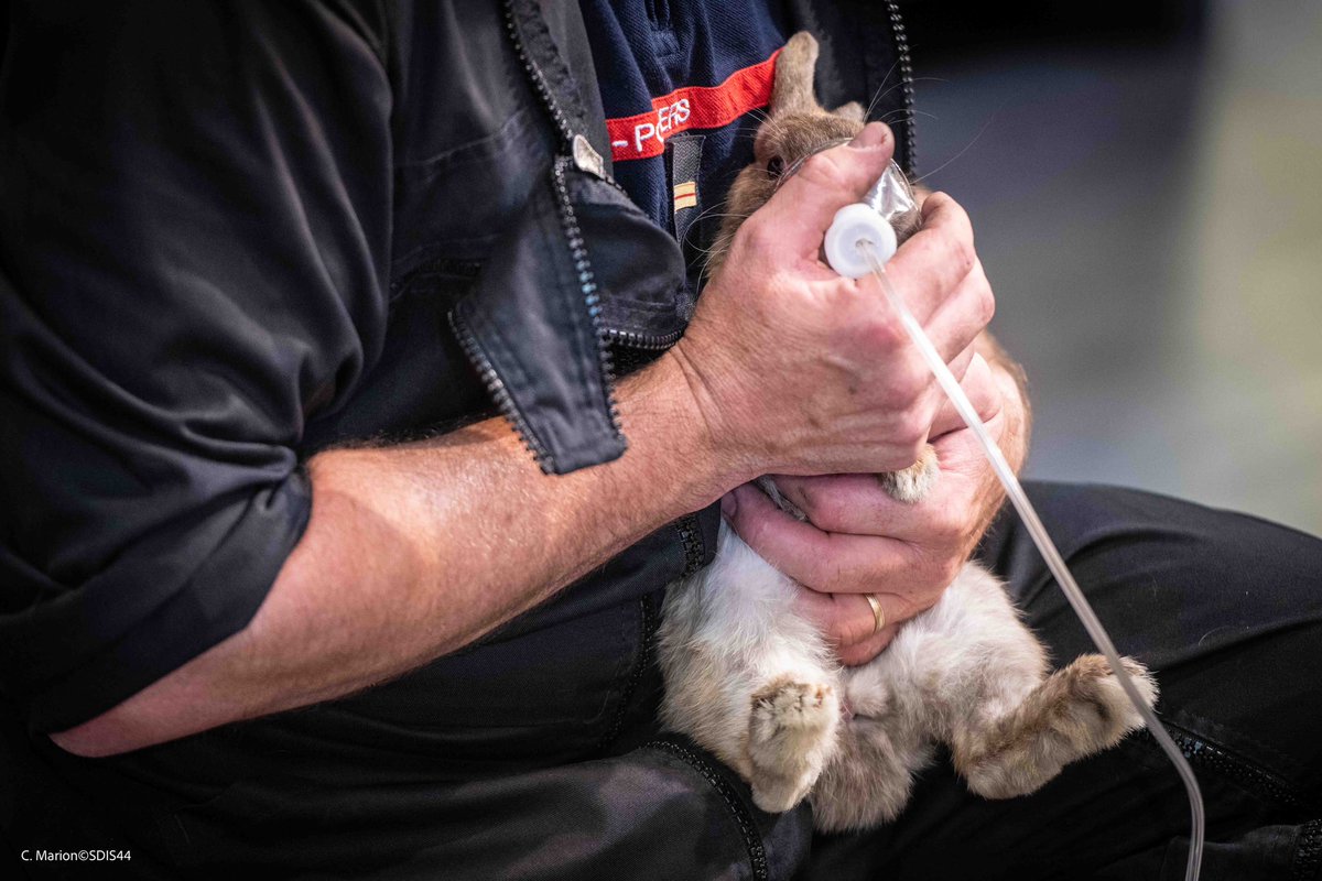 CMphotographer's tweet photo. #operationnel
Lapin sauvé des fumées par les sapeurs-pompiers et pris en charge par l’équipe animalière.
©️C.Marion_sdis44
#sdis44 #sauvetage #sapeurpompier https://t.co/mLIsRZd5X2