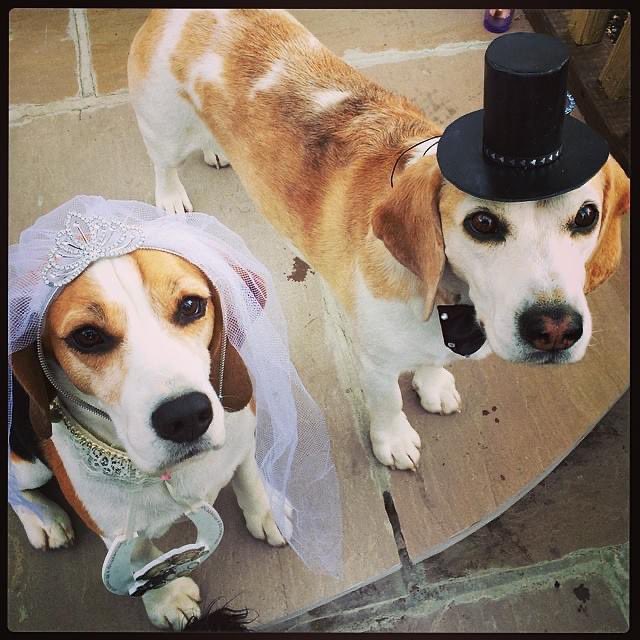 It seems like a lifetime ago that these 2 were married <a href="/charley_beagle/">🐞Griff & Angels Boot 🌈 & Charley 🌈</a> What love birds they were.  I imagine RB will be celebrating with them and they will be having a lovely anniversary with all their favourite noms 🩷💙