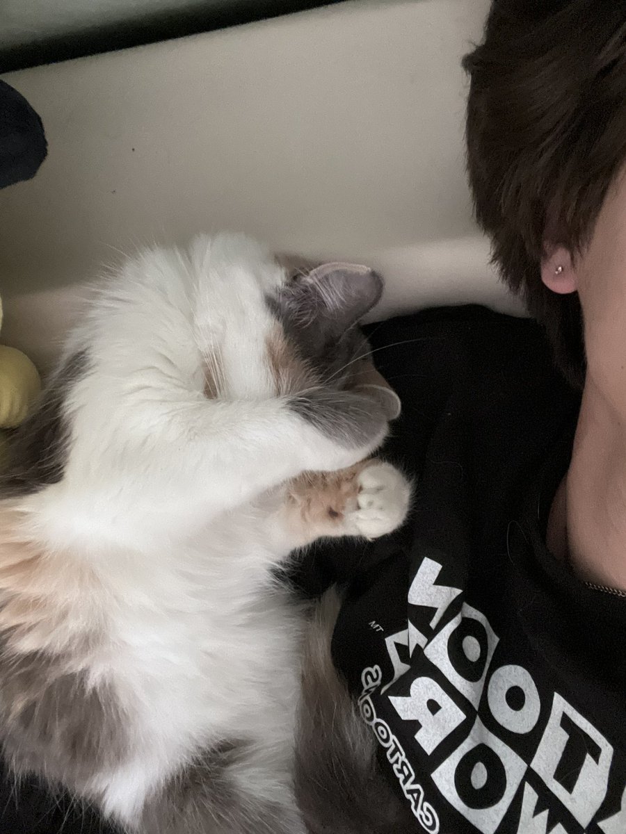 gaikoval's tweet photo. i am here to introduce…. CAT https://t.co/RUqBPIwrHv