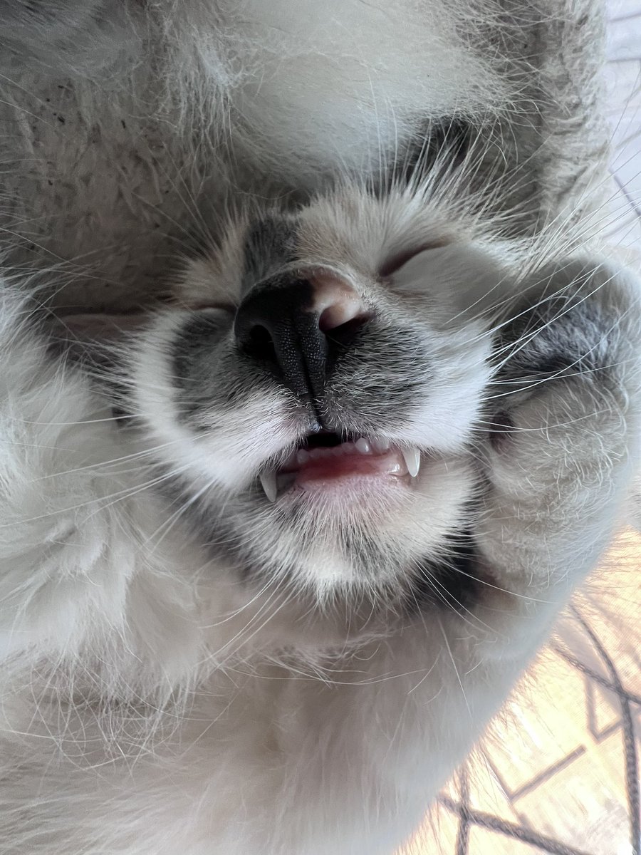 gaikoval's tweet photo. i am here to introduce…. CAT https://t.co/RUqBPIwrHv