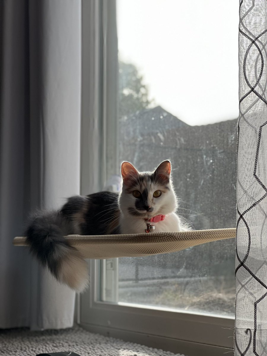 gaikoval's tweet photo. i am here to introduce…. CAT https://t.co/RUqBPIwrHv