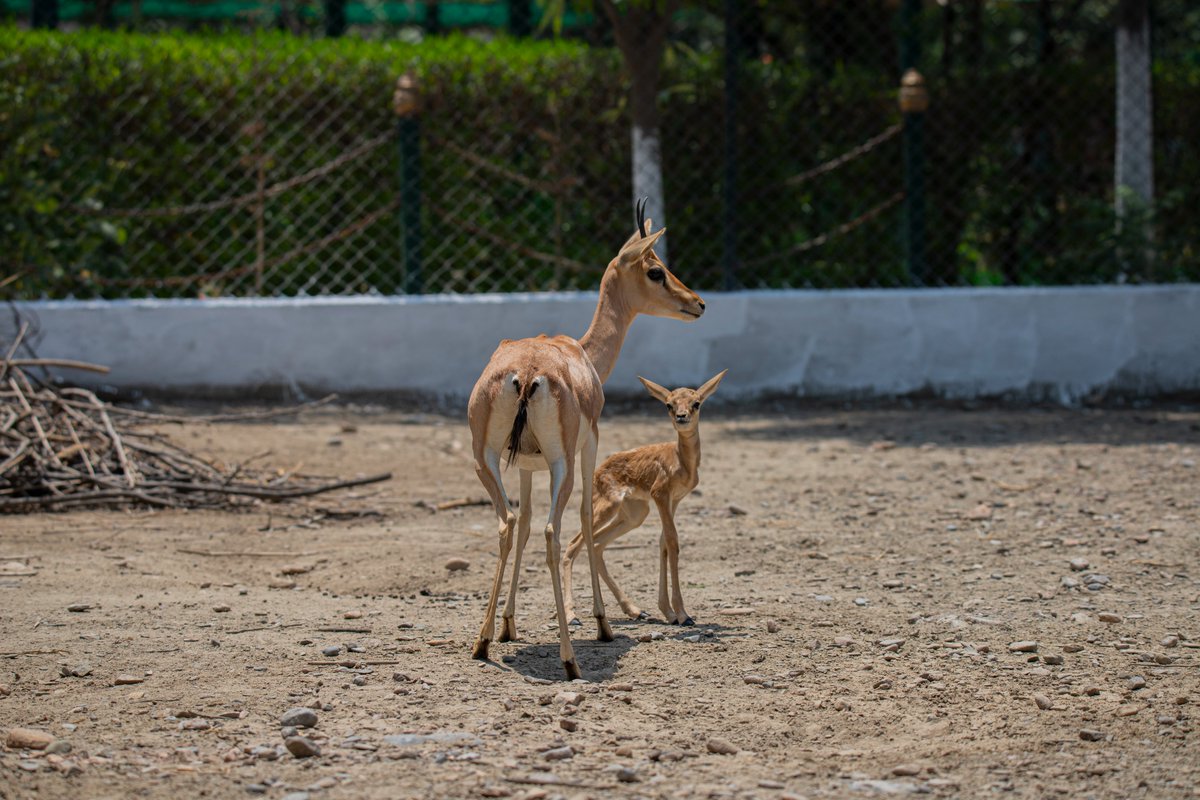 ZooPeshawar's tweet photo. #babyfawns at Peshawar Zoo
Peshawar Zoo is ready to share the heartwarming moments and a rare opportunity for its visitors  to experience the wonders of  new life in the animal kingdom up close. Red Deer and Chinkara Fawns Born under our Care. https://t.co/5aUiEAzRtl