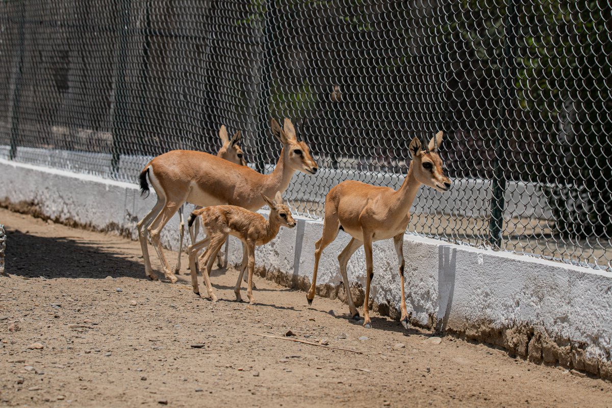 ZooPeshawar's tweet photo. #babyfawns at Peshawar Zoo
Peshawar Zoo is ready to share the heartwarming moments and a rare opportunity for its visitors  to experience the wonders of  new life in the animal kingdom up close. Red Deer and Chinkara Fawns Born under our Care. https://t.co/5aUiEAzRtl