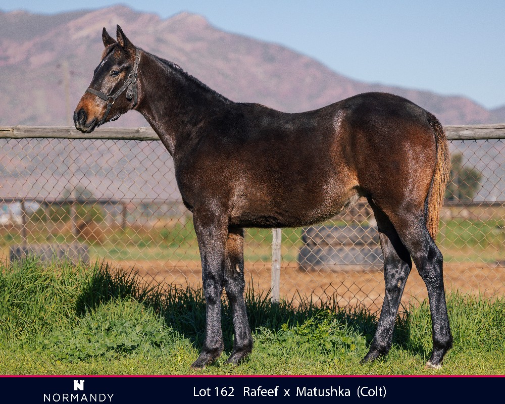 Here's your opportunity to have yearlings on the 2024 <a href="/caperacing1/">caperacing</a> Premier Sale. Two good-looking, well-grown, athletic and correct weanlings on next week's Winter Mixed Sale. Both out of siblings to Gr I stakes-winners.
Did we mention that one of them is a Rafeef colt?