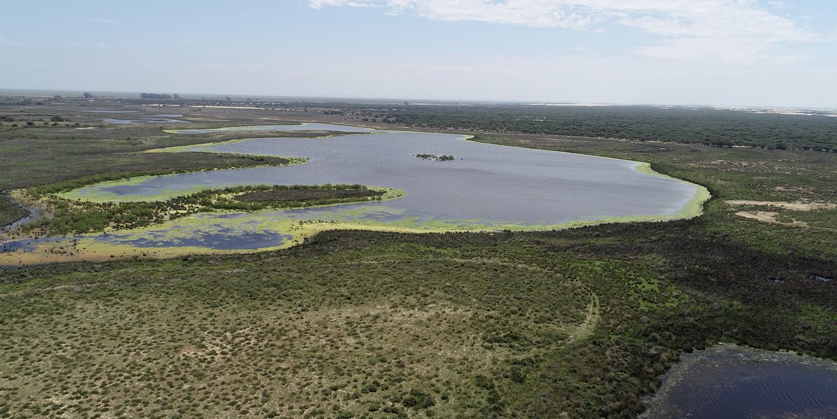 Most of the Doñana ponds are temporary – they dry up in summer. They are home to a highly specialised flora and fauna, with numerous aquatic species that have evolved to withstand dry periods.

This is why they are listed as priority conservation habitats in the European Union.