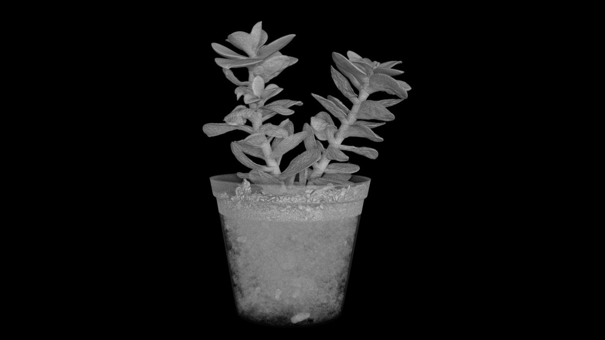 Another image from our scan of a succulent.

#xsightxray #nikonmetrology #microct #xray #industrialxray #xrayinspection #computedtomogrophy #industrialtomography #inspectionservices #nondestructivetesting #3dscanning #ctscan #xrayct #industrialctscanning