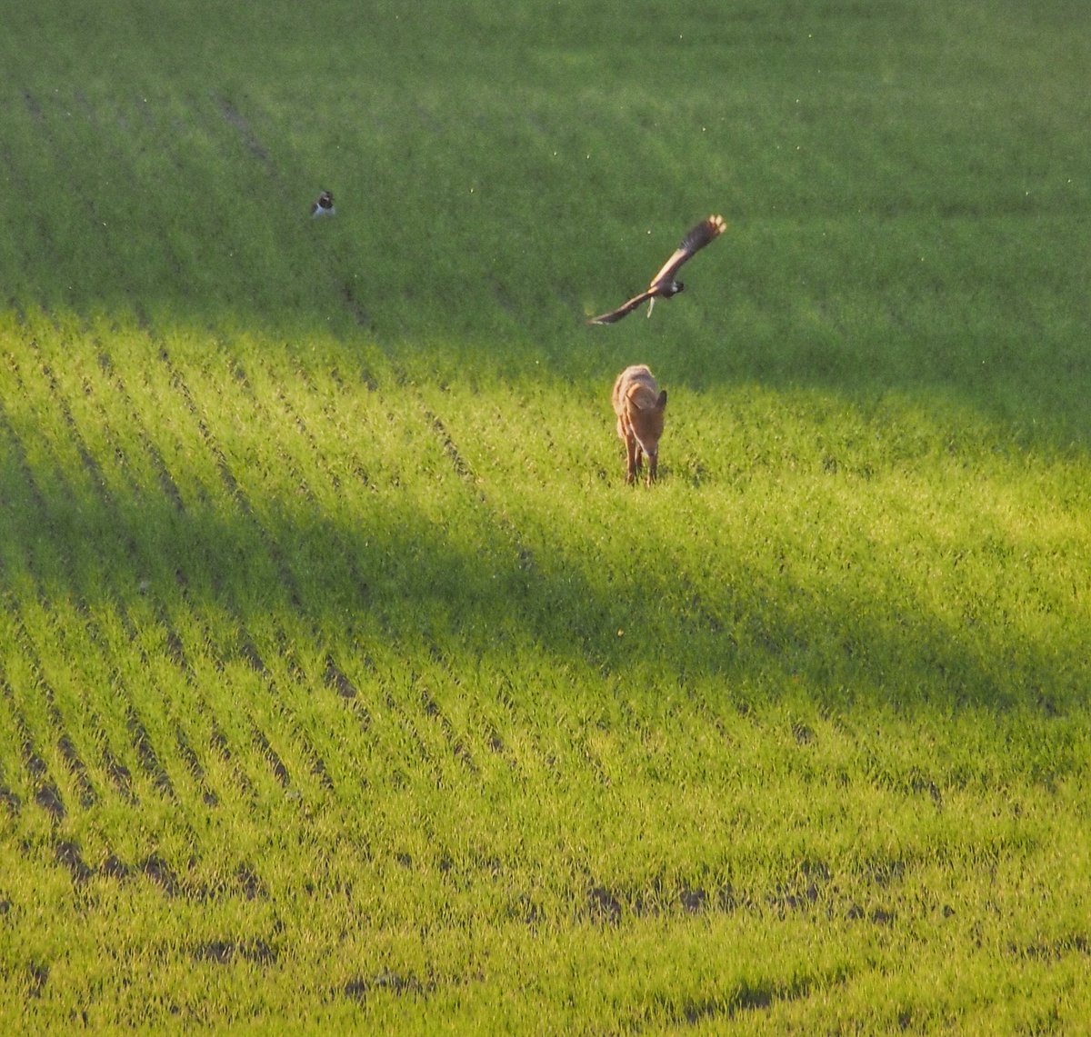 Fox and northern lapwings 7.6.2023 Askisto, Vantaa, Finland #northernlapwing #vanellusvanellus #bird #birdphotography #birdpics #birdwatching #fox #redfox #vulpesvulpes #wildanimalphotography #wildlife #wildlifephotography #wildanimalphotos #askisto #vantaa #finland #gosro