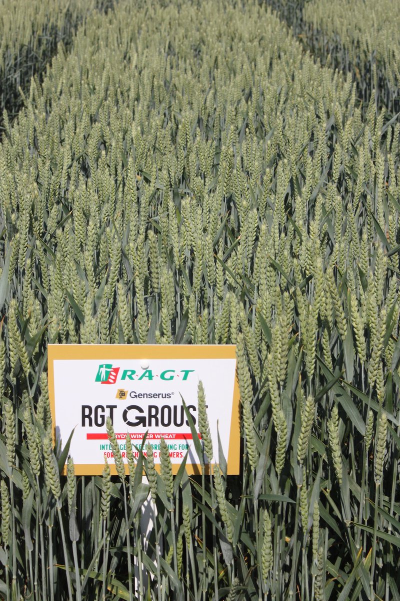 - Several very promising new wheat, oilseed rape and barley varieties from @ragtseedsuk are making their debut @CerealsEvent delivering some strong pest and disease resistance traits alongside significant agronomic improvements

tillageandsoils.net/?p=21211