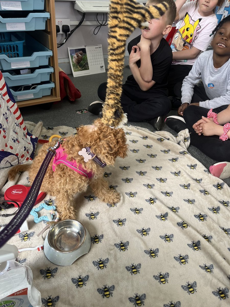 MissBruce00's tweet photo. Daisy came to visit P2 with Miss McGlashan so we could learn how to look after a dog. @woodside_school @WoodsideRRS https://t.co/kLoMCzCLY5
