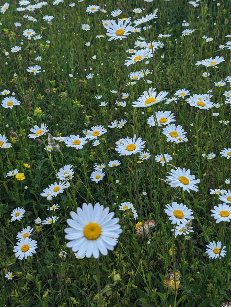 Ruth Hayes 🌱🇺🇦🇵🇸🇪🇺 tweet media