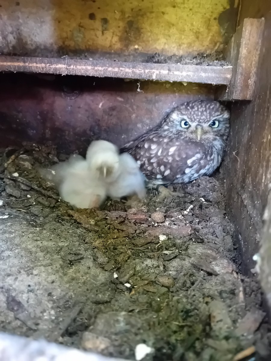 It looks like being another great year for our raptors with Barn Owls, Kestrels and Little Owls all having young. @CumberwellPark