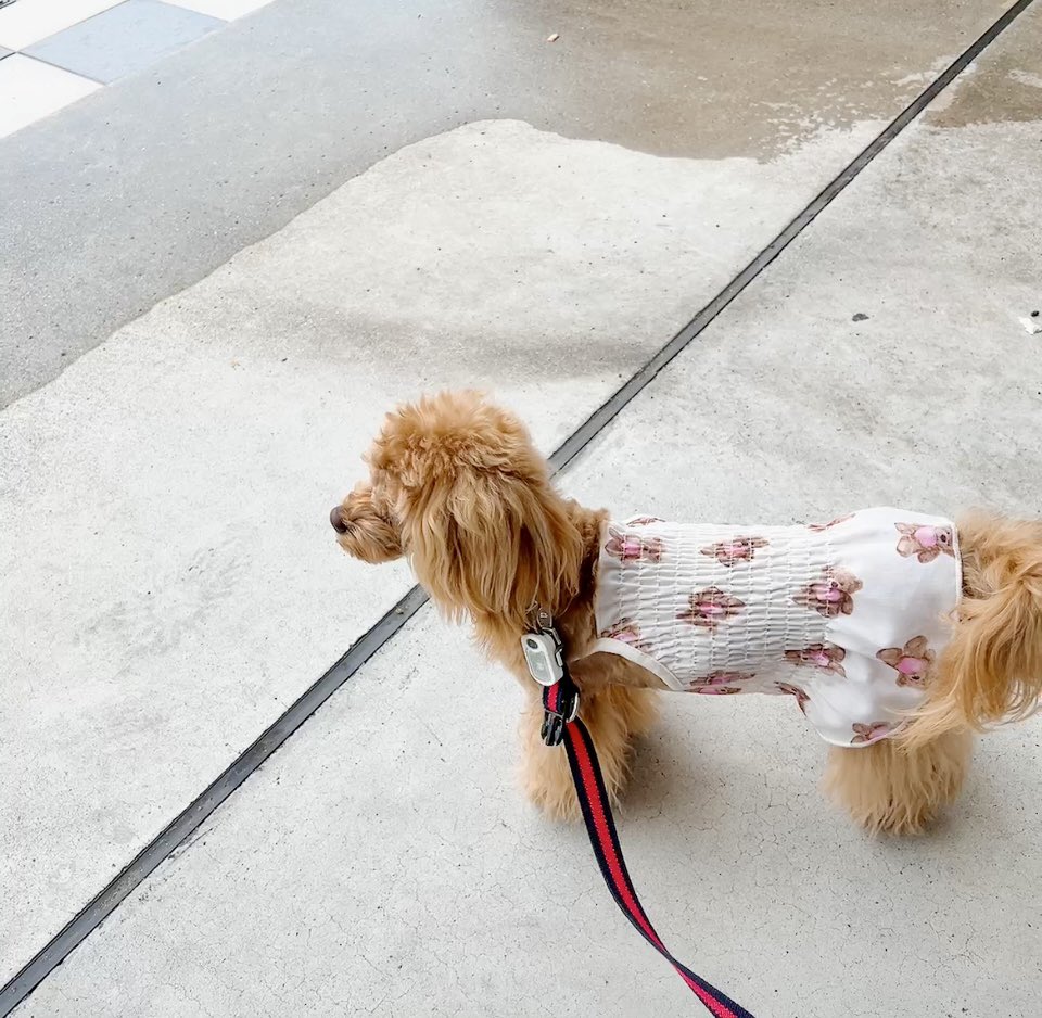 omi_o313's tweet photo. らぶちゃん🐶🐾🍀💕
お散歩行こうと思って外でたら雨降ってたね~｡｡ 明日はお出かけしようね~🤗💓🚗³₃ https://t.co/eIJn8NtGba