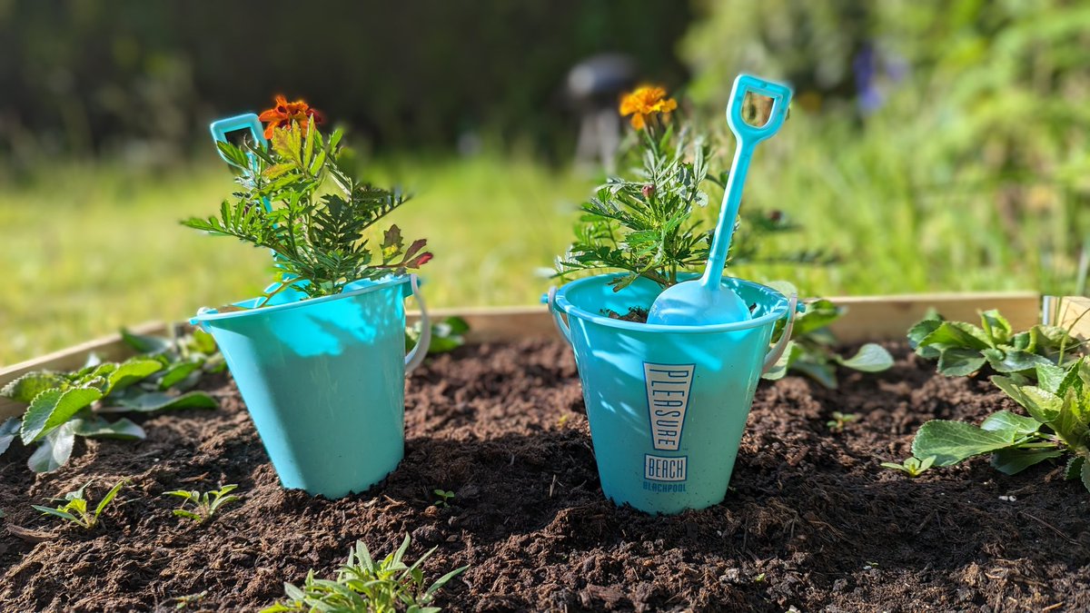 Second life for our @Pleasure_Beach chip buckets: lovely little plant pots.