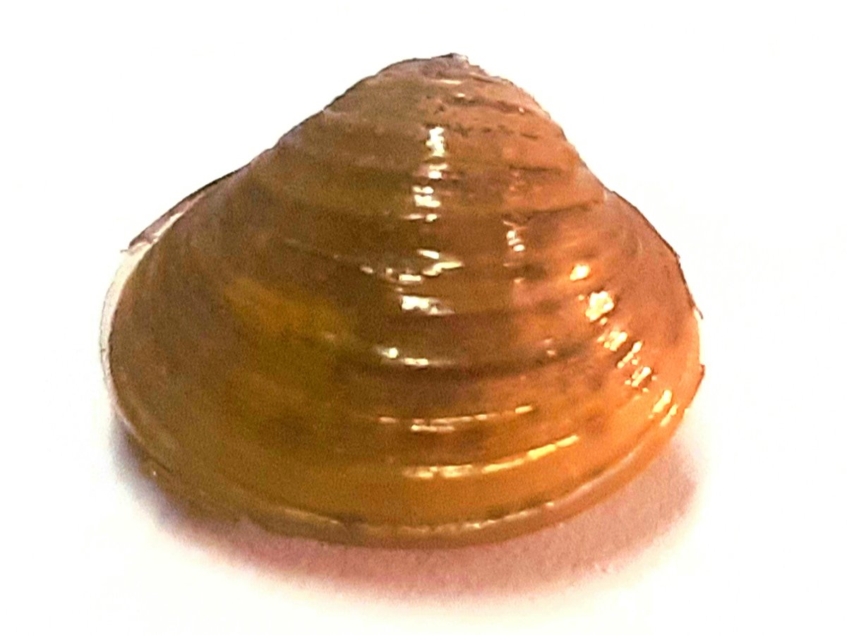 Ian Duggan (@icdugg) on Twitter photo "Some are the size of a fingernail, others a bottle cap, and at one Karapiro beach golden clams are now so numerous they’re difficult to miss amongst the sand".
<a href="/thecaddisflyguy/">Brian Smith</a> making a start on monitoring, amongst the boy racers and French tourists...
waikatotimes.co.nz/a/nz-news/3500… "Some are the size of a fingernail, others a bottle cap, and at one Karapiro beach golden clams are now so numerous they’re difficult to miss amongst the sand".
<a href="/thecaddisflyguy/">Brian Smith</a> making a start on monitoring, amongst the boy racers and French tourists...
waikatotimes.co.nz/a/nz-news/3500…