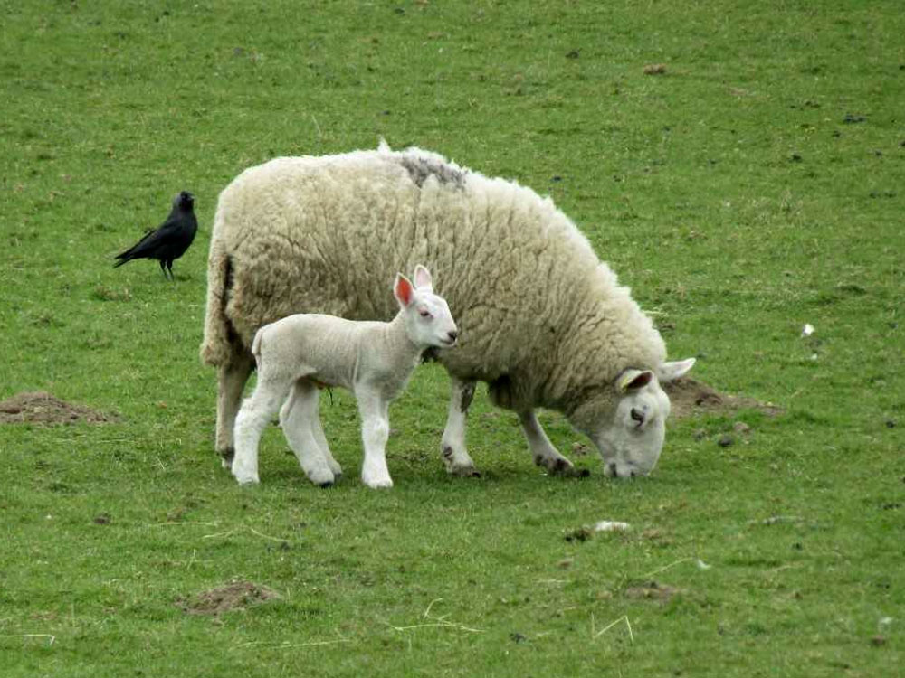 peakdistrict's tweet photo. 11 June is national #OpenFarmSunday!
Find out about life on a farm in #Edale.
See sheep shearing... go on a sheep safari... free, family fun! 🐑
Booking details...
👉 https://t.co/EVgKUkwdSm
#Farming #OpenFarm #FarmSunday #OFS23 #FiPL #ProtectedLandscapes https://t.co/I2PR7pTa5T